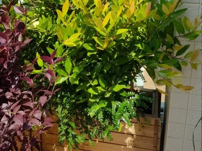 פלפלון סיני בשילוב עם סיגיסיום קזוארי